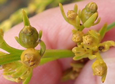 Thesium susannae, photographed by Nicola van Berkel
