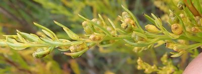 Thesium susannae, photographed by Nicola van Berkel