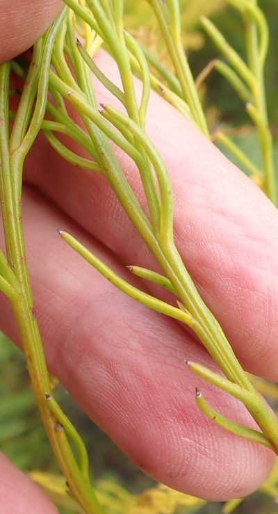 Thesium susannae, photographed by Nicola van Berkel