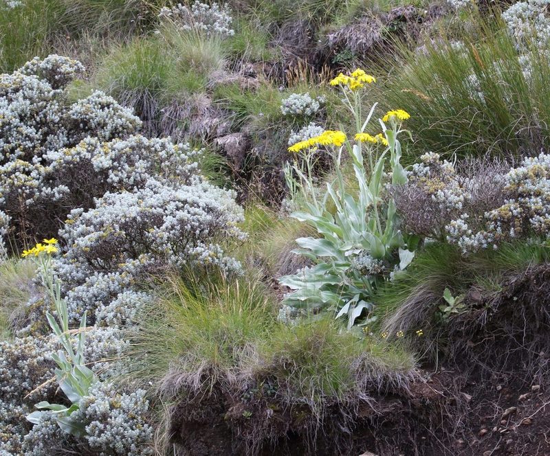 Senecio macrospermus, photographed by Alan Manson