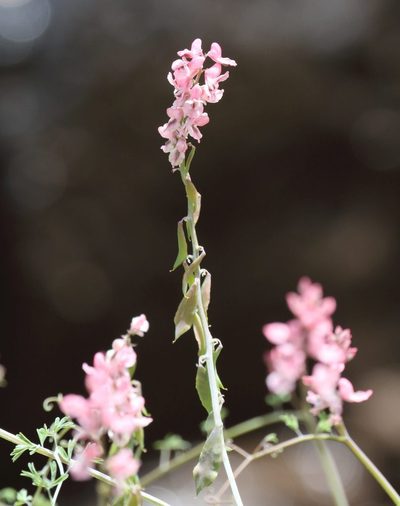 Cysticapnos pruinosa, photographed by Alan Manson