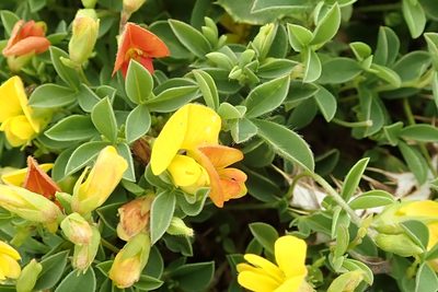 Argyrolobium stipulaceum, photographed by Peter Warren