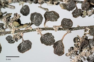 Dysphania pusilla, photographed by Peter de Lange