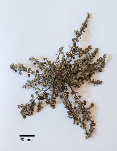 Dysphania pusilla, photographed by Peter de Lange