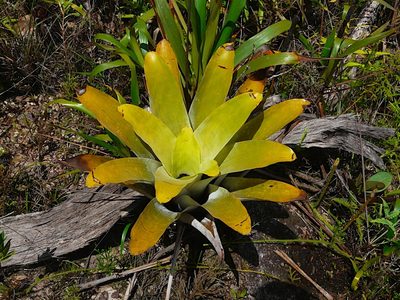 Brocchinia tatei, photographed by Steven Bodzin