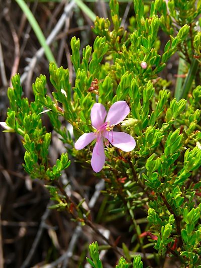 Microlicia benthamiana, photographed by Steven Bodzin