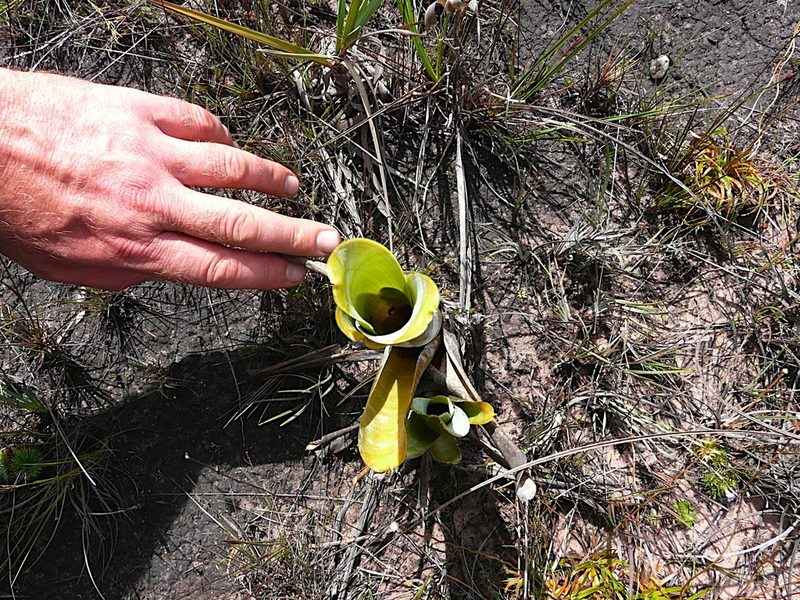 Brocchinia reducta, photographed by Steven Bodzin