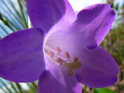 Chelonanthus purpurascens, photographed by Steven Bodzin