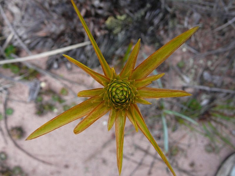 Xyris involucrata, photographed by Steven Bodzin