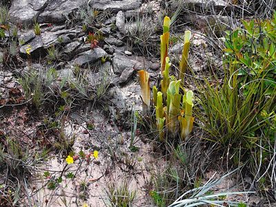 Brocchinia reducta, photographed by Steven Bodzin
