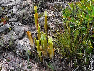 Brocchinia reducta, photographed by Steven Bodzin