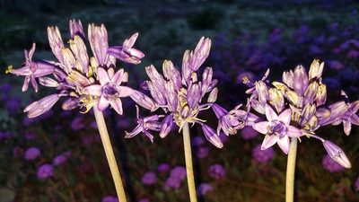Triteleiopsis palmeri, photographed by Alan Rockefeller