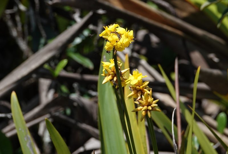 Stegolepis angustata, photographed by Paul Prior