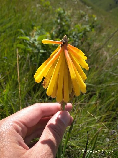 Kniphofia porphyrantha, photographed by Seth Musker