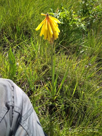 Kniphofia porphyrantha, photographed by Seth Musker