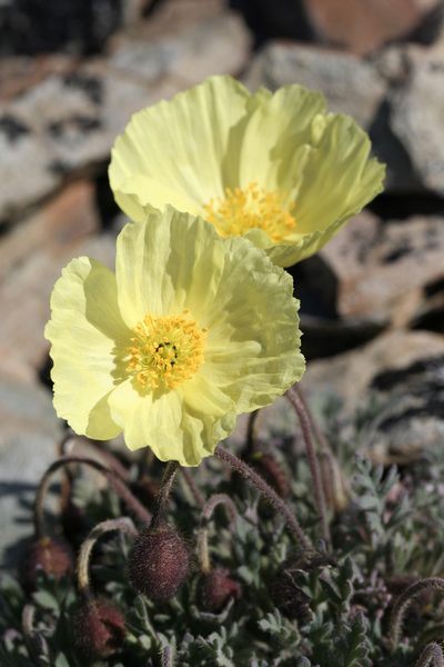 Oreomecon mcconnellii, photographed by J Straka