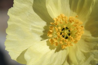 Oreomecon mcconnellii, photographed by J Straka