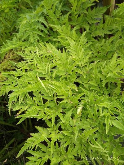 Afroligusticum thodei, photographed by Seth Musker