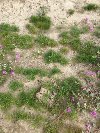 Volutaria tubuliflora, photographed by Kate Harper