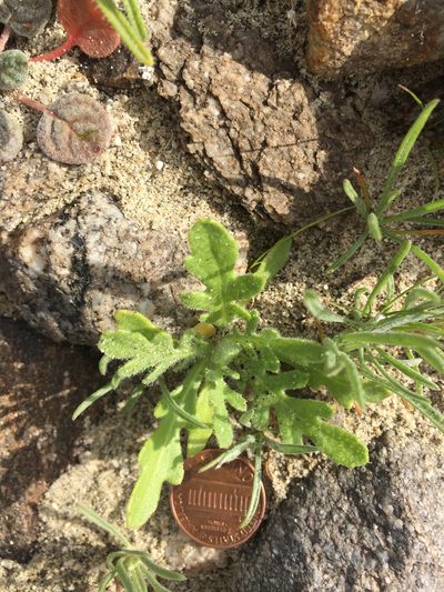 Volutaria tubuliflora, photographed by Kate Harper