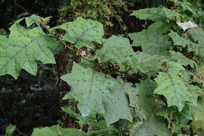 Solanum stramoniifolium, photographed by Paul Prior