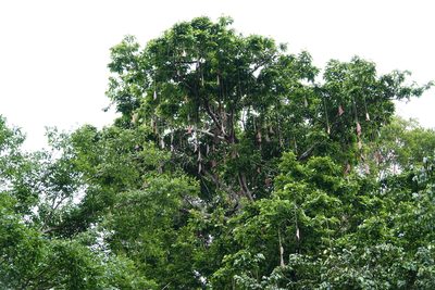 Eperua falcata, photographed by Paul Prior