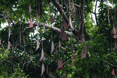 Eperua falcata, photographed by Paul Prior