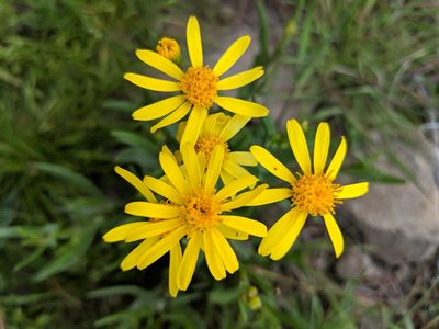 Senecio lemmonii, photographed by Rachel Stringham
