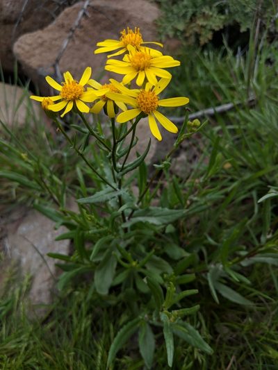 Senecio lemmonii, photographed by Rachel Stringham