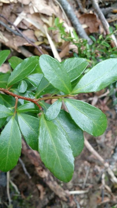 Azara alpina, photographed by Nicolás Lavandero