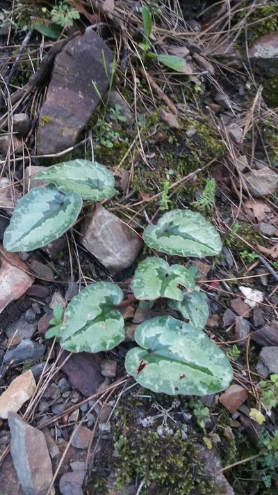 Cyclamen cilicium, photographed by Leonardo Ancillotto
