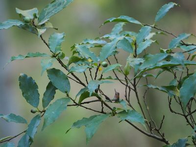 Ficus formosana, photographed by 葉子