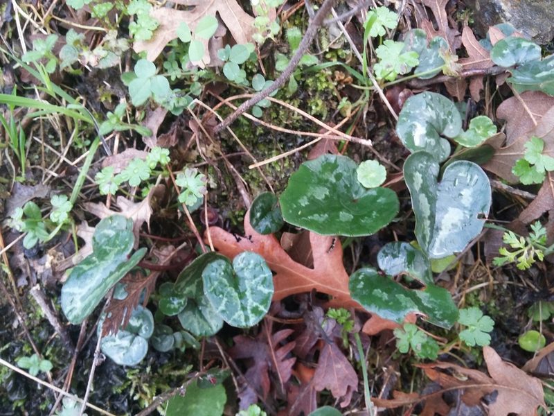 Cyclamen cilicium, photographed by Mattia Menchetti