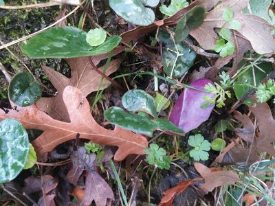 Cyclamen cilicium, photographed by Mattia Menchetti