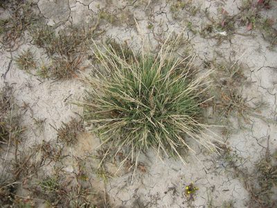 Puccinellia fasciculata, photographed by Ed Wilson