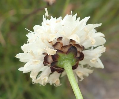 Cephalaria humilis, photographed by Nicola van Berkel