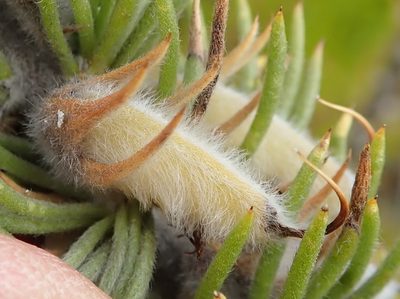 Aspalathus acanthes, photographed by Nicola van Berkel