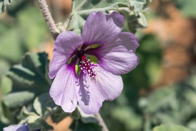 Malva subovata, photographed by Juanvi