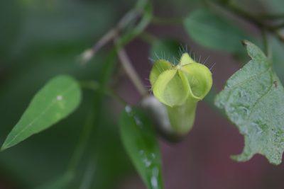 Ceropegia carnosa, photographed by Sunčana Bradley