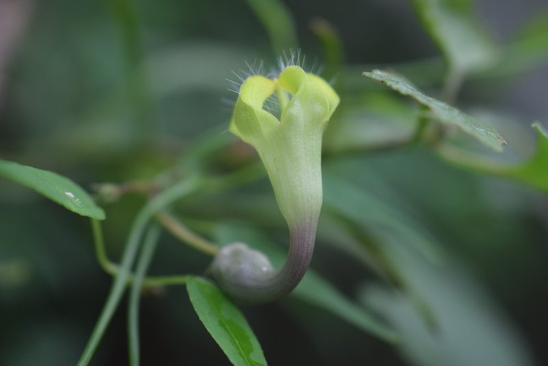 Ceropegia carnosa, photographed by Sunčana Bradley