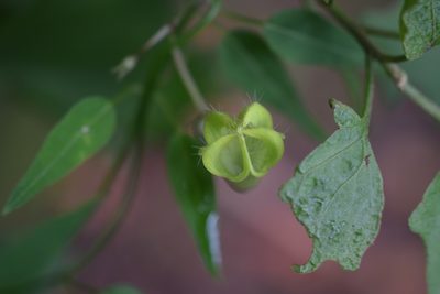 Ceropegia carnosa, photographed by Sunčana Bradley