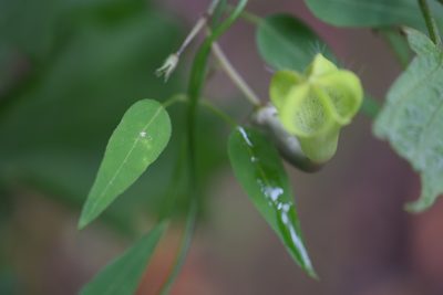 Ceropegia carnosa, photographed by Sunčana Bradley