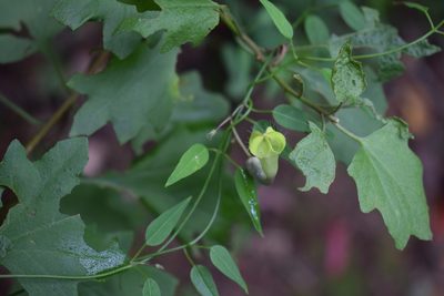 Ceropegia carnosa, photographed by Sunčana Bradley