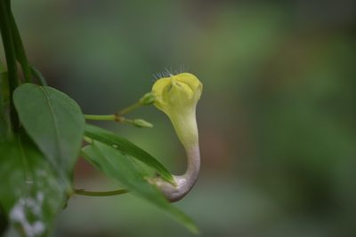 Ceropegia carnosa, photographed by Sunčana Bradley