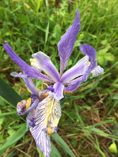 Iris longipetala, photographed by Fue Her