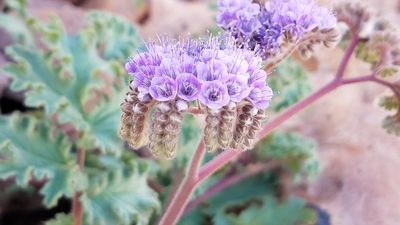 Phacelia pedicellata, photographed by Alan Rockefeller