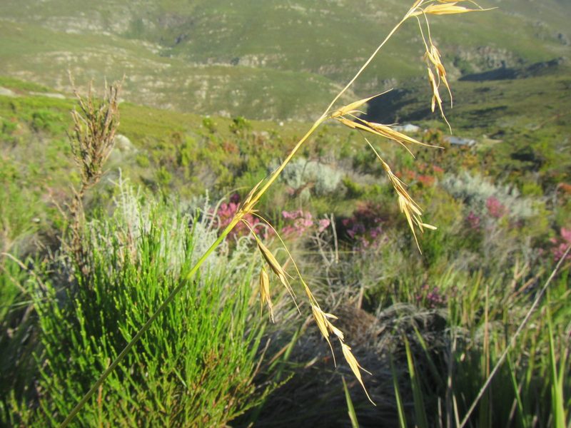 Ehrharta dura, photographed by douglaseustonbrown