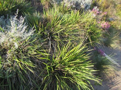 Ehrharta dura, photographed by douglaseustonbrown