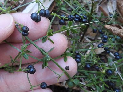 Trichogalium bermudense, photographed by Sam Kieschnick