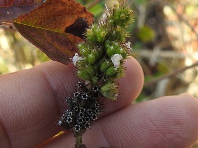 Mesosphaerum pectinatum, photographed by Sam Kieschnick